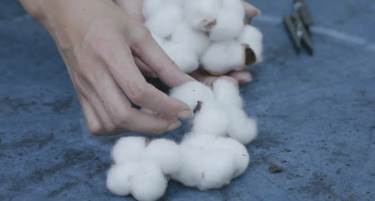Organic Cotton vs. Regular Cotton